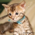 /album/litter-a-studio-photos-at-4-weeks-old/adonis-www-esbbengalcat-5-jpg2/